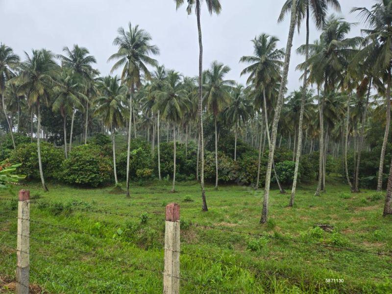Coconut Estate
